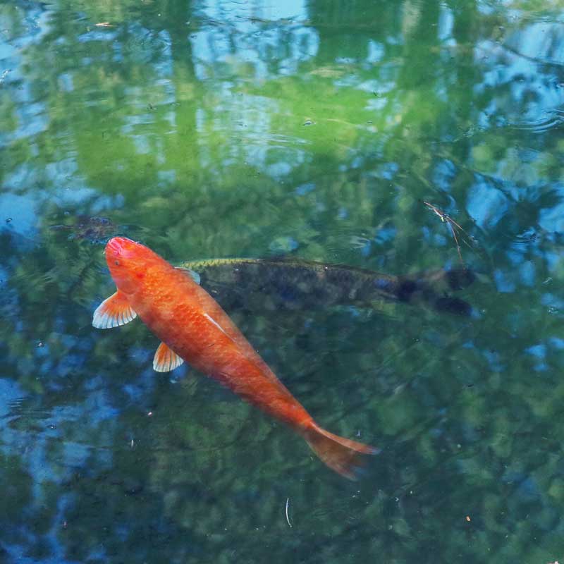 Environmental-Consulting-Services-Fisheries