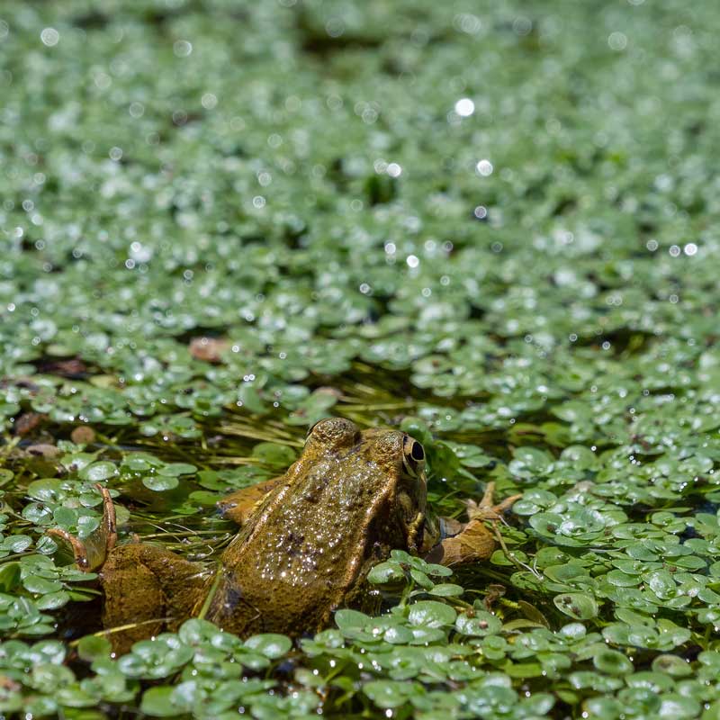 Environmental-Consulting-Services-Sediment-Eutrophication-Modeling-in-Lakes