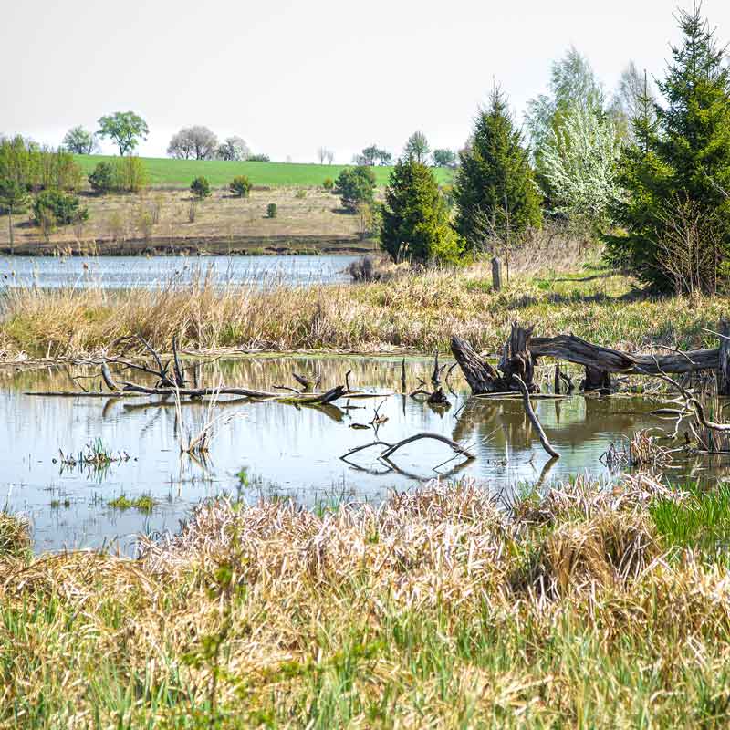 Wetland-Assessment-Impact-Reports